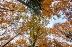 Kočevski rog jeseni, arhiv Občine Dolenjske Toplice