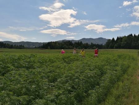 ROYNAR Hemp