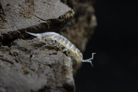 Titanethes Albus